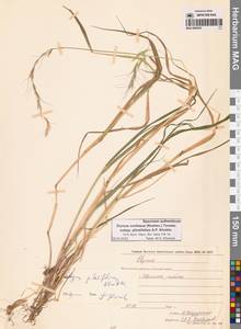 Пырейник смешиваемый (Roshev.) Tzvelev, Сибирь, Чукотка и Камчатка (S7) (Россия)