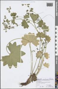 Манжетка Воротникова Czkalov, Восточная Европа, Волжско-Камский район (E7) (Россия)