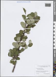 Кизильник черноплодный G.Lodd., Восточная Европа, Средневолжский район (E8) (Россия)