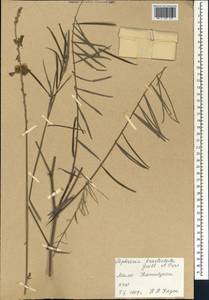 Tephrosia bracteolata Guill. & Perr., Африка (AFR) (Мали)