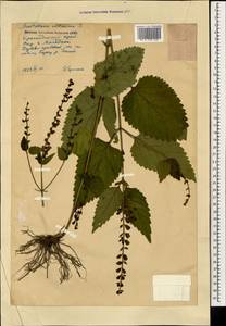 Шлемник высочайший, Шлемник высокий L., Кавказ, Краснодарский край и Адыгея (K1a) (Россия)