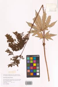 Filipendula digitata (Willd.) Bergmans, Сибирь, Дальний Восток (S6) (Россия)