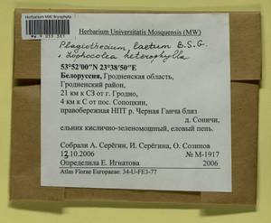 Plagiothecium laetum Schimp., Гербарий мохообразных, Мхи - Белоруссия (B2) (Белоруссия)