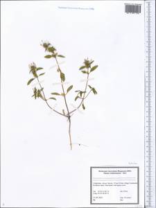 Lamiaceae, Средняя Азия и Казахстан, Сырдарьинские пустыни и Кызылкумы (M7) (Узбекистан)