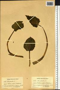 Белокрыльник болотный L., Сибирь, Чукотка и Камчатка (S7) (Россия)