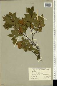 Граб восточный, Грабинник Mill., Крым (KRYM) (Россия)