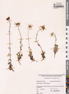 Chrysanthemum zawadzkii subsp. peleiolepis (Trautv.) Zuev, Сибирь, Чукотка и Камчатка (S7) (Россия)