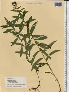 Pentanema salicinum subsp. salicinum, Восточная Европа, Западный район (E3) (Россия)