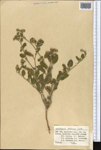 Гелиотроп эллиптический Ledeb., Средняя Азия и Казахстан, Сырдарьинские пустыни и Кызылкумы (M7) (Узбекистан)