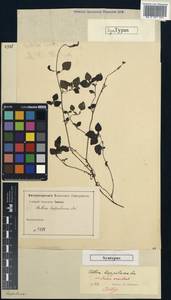 Rousselia humilis (Sw.) Urb., Америка (AMER)