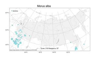 Morus alba, Шелковица белая L., Атлас флоры России (FLORUS) (Россия)