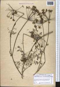 Морковница восточная (L.) Drude, Кавказ, Грузия (K4) (Грузия)