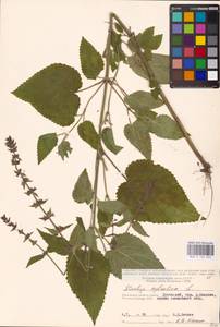 MHA 0 156 043, Чистец лесной L., Восточная Европа, Центральный район (E4) (Россия)