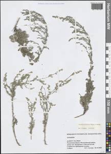 Полынь Лерхе Weber ex Stechm., Крым (KRYM) (Россия)