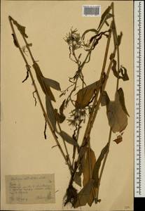 Lactuca quercina subsp. quercina, Восточная Европа, Центральный лесостепной район (E6) (Россия)