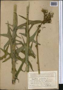 Осот болотный L., Средняя Азия и Казахстан, Северный и Центральный Тянь-Шань (M4) (Киргизия)