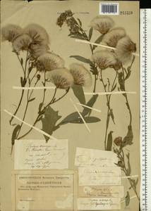 Бодяк полевой, Розовый осот (L.) Scop., Восточная Европа, Средневолжский район (E8) (Россия)