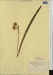 Narcissus jonquilla L., Западная Европа (EUR) (Неизвестно)
