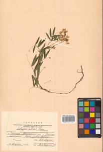 Lathyrus palustris subsp. palustris, Сибирь, Дальний Восток (S6) (Россия)