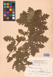 Дуб черешчатый, Дуб обыкновенный L., Восточная Европа, Западно-Украинский район (E13) (Украина)