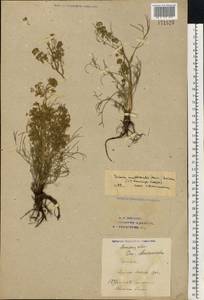 Триния многостебельная (Poir.) Schischk., Восточная Европа, Нижневолжский район (E9) (Россия)