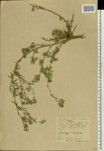 Medicago falcata subsp. falcata, Восточная Европа, Нижневолжский район (E9) (Россия)