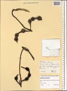 Erythrina acanthocarpa E.Mey., Африка (AFR) (Эфиопия)