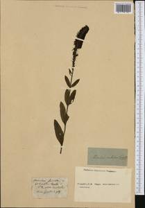 Вероника орхидная Crantz, Западная Европа (EUR) (Неизвестно)