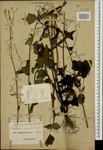 Мицелис стенной (L.) Dumort., Кавказ, Черноморское побережье (от Новороссийска до Адлера) (K3) (Россия)