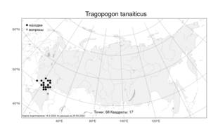 Tragopogon tanaiticus, Козлобородник донской Artemczuk, Атлас флоры России (FLORUS) (Россия)