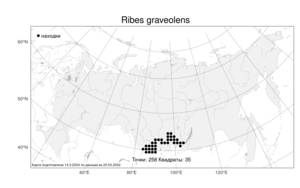Ribes graveolens, Смородина пахучая Bunge, Атлас флоры России (FLORUS) (Россия)