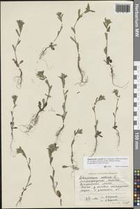 Buglossoides rochelii (Friv.) Stoyanov, Mátis & Sennikov, Восточная Европа, Нижневолжский район (E9) (Россия)