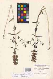 MHA 0 162 074, Rhinanthus serotinus var. vernalis (N. W. Zinger) Janch., Восточная Европа, Центральный район (E4) (Россия)
