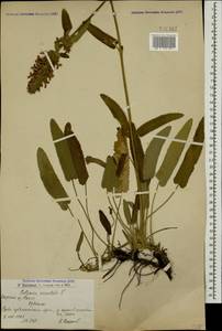 Betonica orientalis L., Кавказ, Армения (K5) (Армения)