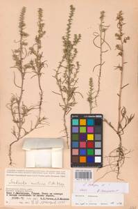 Солянка обыкновенная, Солянка сорная L., Восточная Европа, Нижневолжский район (E9) (Россия)