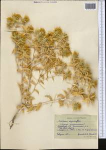 Сафлор острошипый M. Bieb., Средняя Азия и Казахстан, Каракумы (M6) (Туркмения)