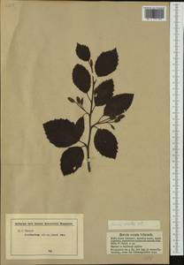 Alnus alnobetula subsp. alnobetula, Западная Европа (EUR) (Австрия)