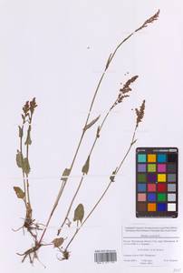 Щавель кислый L., Восточная Европа, Московская область и Москва (E4a) (Россия)