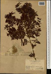 Taxus chinensis (Pilg.) Rehder, Зарубежная Азия (ASIA) (КНР)