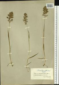 Sibirotrisetum sibiricum (Rupr.) Barberá, Сибирь, Чукотка и Камчатка (S7) (Россия)