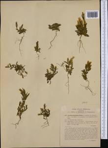Gentianella columnae (Ten.) J. Holub, Западная Европа (EUR) (Италия)