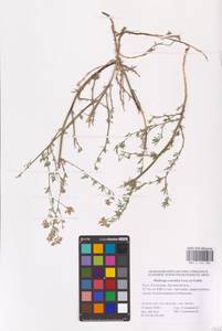 Medicago caerulea × falcata, Восточная Европа, Нижневолжский район (E9) (Россия)