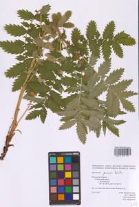 Репешок высокий Wallr., Восточная Европа, Северо-Западный район (E2) (Россия)