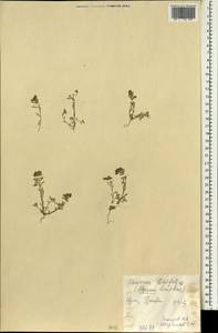 Плоскоплодник льнолистный (Stephan ex Willd.) DC., Зарубежная Азия (ASIA) (Ирак)
