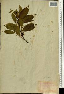 Cocculus laurifolius DC., Зарубежная Азия (ASIA) (Япония)