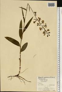 Дремлик болотный (L.) Crantz, Восточная Европа, Западно-Украинский район (E13) (Украина)