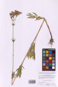 Валериана лекарственная L., Восточная Европа, Московская область и Москва (E4a) (Россия)