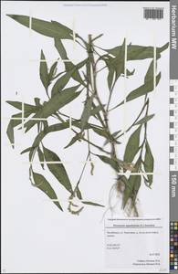 Горец развесистый, Горец щавелелистный (L.) Gray, Восточная Европа, Восточный район (E10) (Россия)