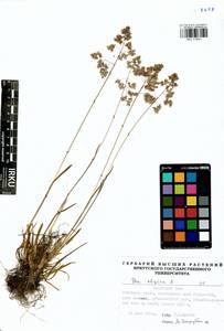 Мятлик альпийский L., Сибирь, Прибайкалье и Забайкалье (S4) (Россия)