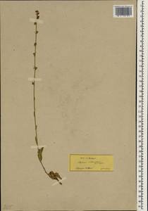 Asyneuma rigidum subsp. sibthorpianum (Schult.) Damboldt, Зарубежная Азия (ASIA) (Турция)